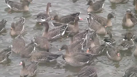 Flock of ducks in river Video stock 306040501