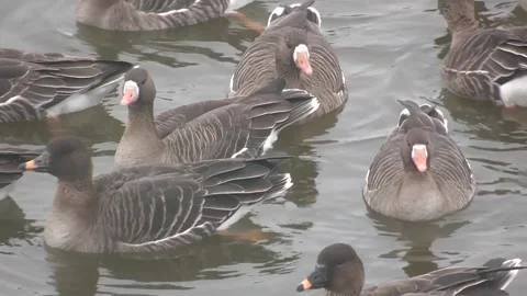 Flock of ducks in river Video stock 306040502