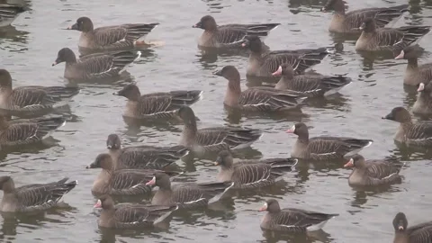 Flock of ducks in river Video stock 306040504