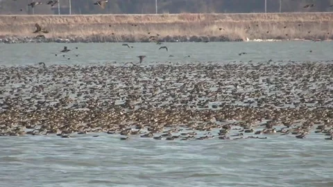 Flock of ducks in river Video stock 306040507