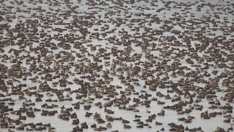 Flock of ducks in river Video stock 306040512