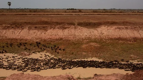 Flock of ducks on the river near Floating Village in Cambodia Stock Footage 120173952