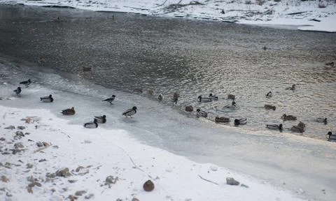 Flock of ducks on the river in winter Stock Photos