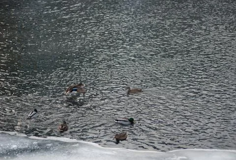 Flock of ducks on the river in winter Stock Photos