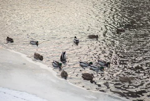 Flock of ducks on the river in winter Stock Photos