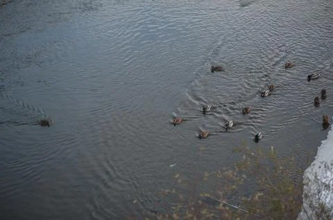 Flock of ducks on the river in winter Stock Photos
