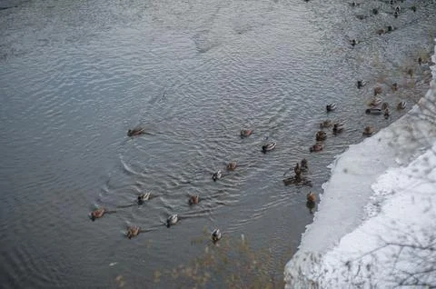 Flock of ducks on the river in winter Stock Photos