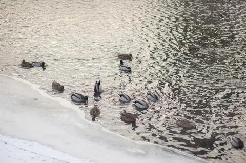 Flock of ducks on the river in winter Stock Photos