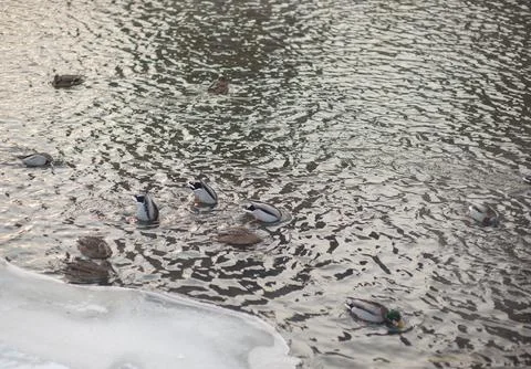 Flock of ducks on the river in winter Foto stock