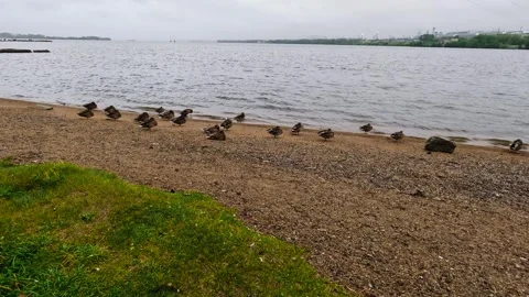 Flock of ducks on the sandy shore of a large lake on a rainy cloudy day. Stock Footage 340064396