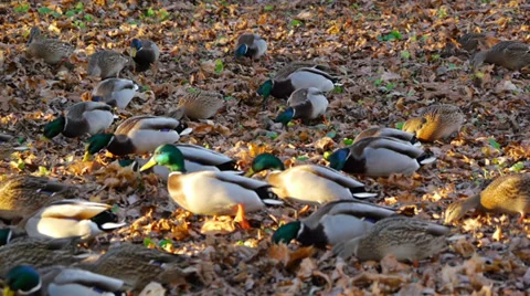 Flock of ducks, search food Vídeos de archivo 36699331