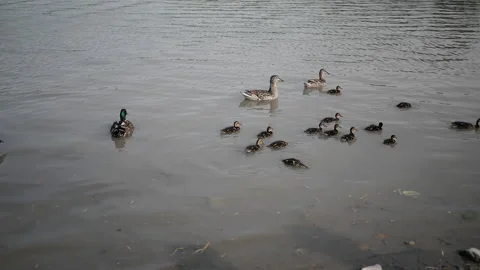 A flock of ducks with small ducklings swim on the lake along shore Stock Footage 144494894