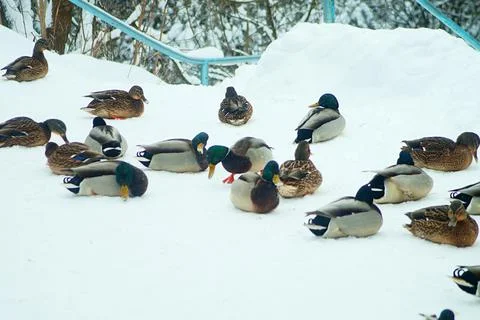 Flock of ducks in the snow Stock Photos