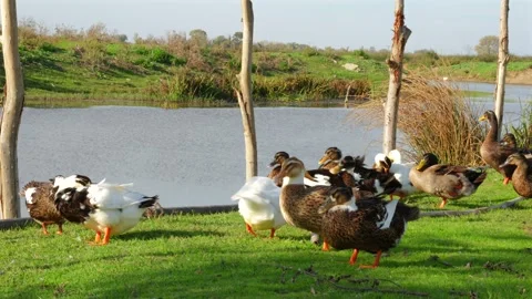 Flock of ducks standing on grass near pond. Water birds gathered by lake Stock Footage 320777499