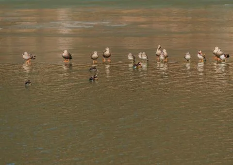 Flock of ducks standing on a thin sheet of ice Stock Photos