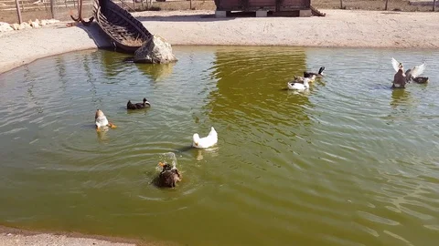 A flock of ducks swim and cool off in a small pond. Stock Footage 128369218