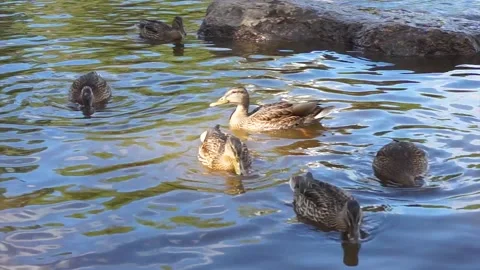 A flock of ducks swim Stock Footage 143474848