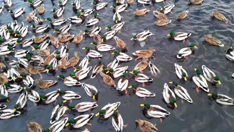 Flock of ducks swim in winter ice water. people feed hungry birds on river bank Stock Footage 148573626