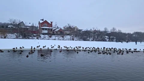 Flock of ducks swimming and resting on a frozen riverbank in winter 스톡 동영상 337653903
