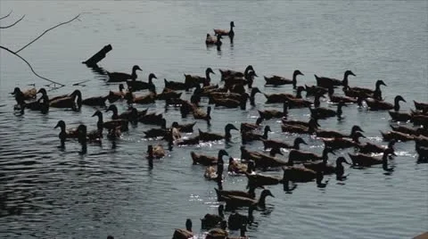 Flock of ducks swimming Stock Footage 22140797