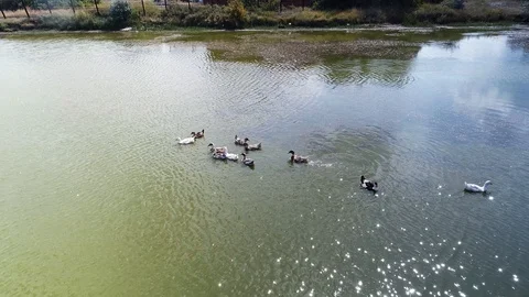 A flock of ducks is swimming Stock-Footage 124409144