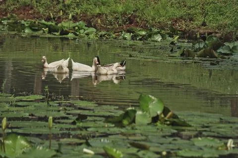 A flock of ducks swimming Stock Photos
