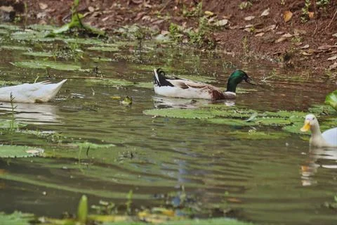 A flock of ducks swimming Stock Photos