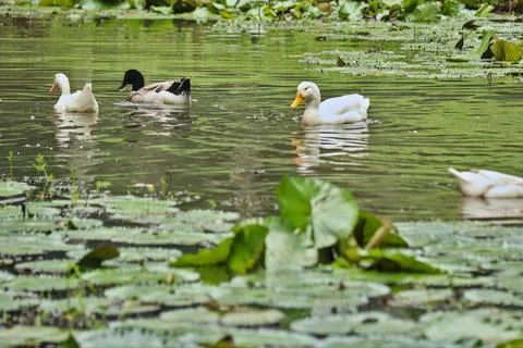 A flock of ducks swimming Foto stock
