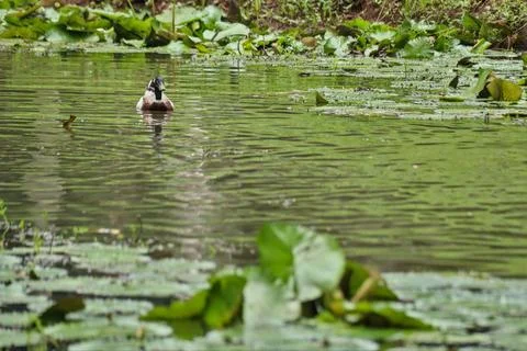 A flock of ducks swimming Stock Photos