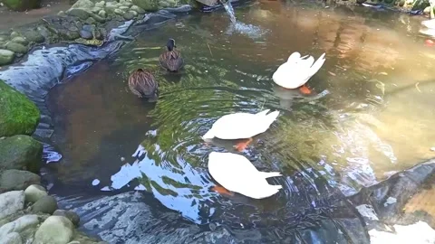 A flock of ducks swimming in the pond Stock Footage 246865932