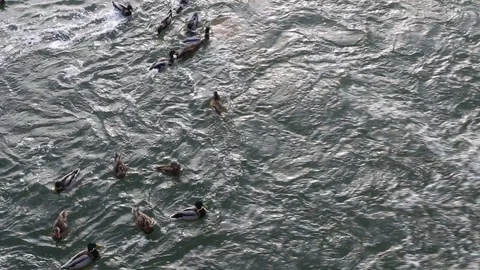 A flock of ducks swimming in a river with a strong current Video stock 87242353