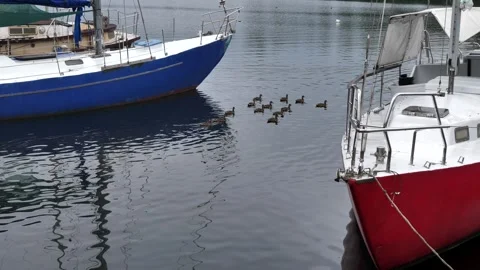 A flock of ducks swims between moored yachts. The berth at the Yacht Club Stock Footage 277916562