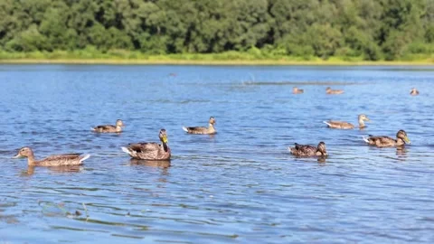 A flock of ducks swims down the river on a warm summer day. Stock Footage 165613091