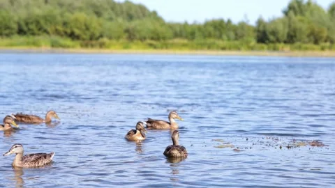 A flock of ducks swims down the river on a warm summer day. Stock Footage 165613120