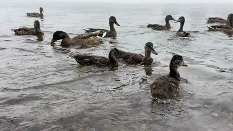 A flock of ducks swims near the riverbank and feeds Stock Footage 166314159
