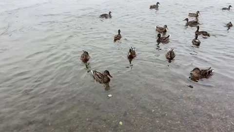 A flock of ducks swims near the riverbank and feeds Stock Footage 166314166