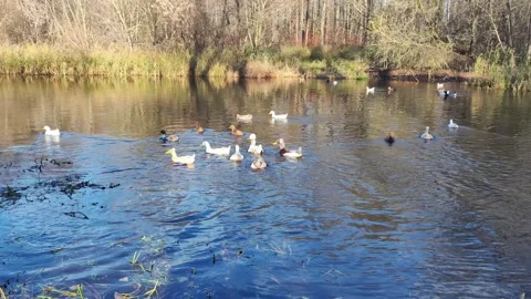 A flock of ducks swims in a pond in autumn in nature, background, outdoor Stock-Footage 289528253
