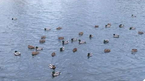 Flock of ducks swims on the river Stock Footage 148040861