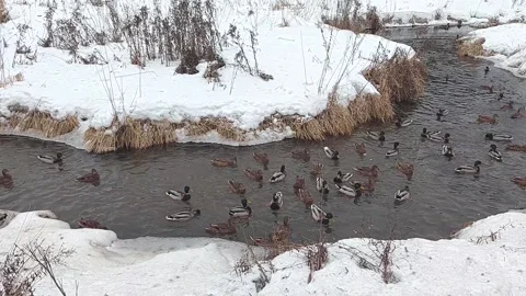 A flock of ducks swims in the river in winter. Wild ducks in a snowy river. Video stock 233516128