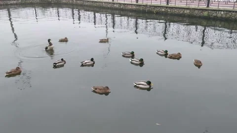 A flock of ducks swims on the water in cloudy bad weather Stock Footage 143959943