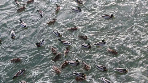 A flock of ducks swims in a winter river with a strong current Video stock 87242356