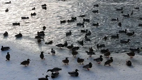 Flock of ducks swims in  winter river with  strong current Video stock 87242380