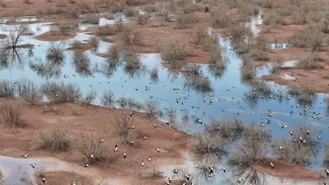 Flock of Ducks Taking Flight Over Flooded Desert Wetland Morocco Stock Footage 334748566