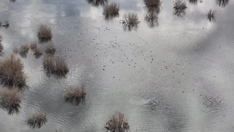 Flock of Ducks Taking Flight Over Flooded Desert Wetland Morocco Stock Footage 335161670