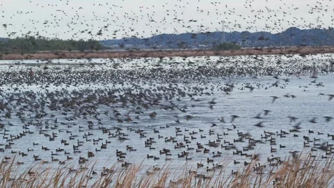 A flock of ducks taking off from lake inba (with audio) Stock Footage 329967866