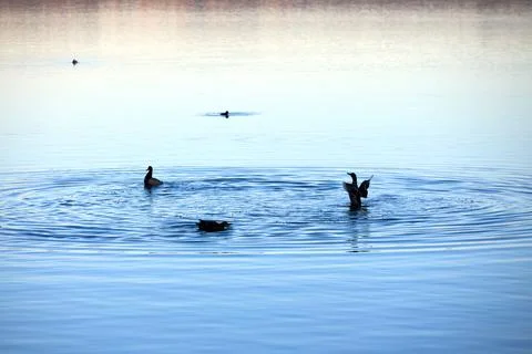 Flock of Ducks on Tranquil Lake Stock Photos