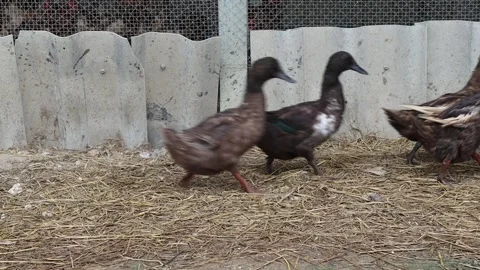 Flock of ducks is walking into the duck coop Stock Footage 139529858