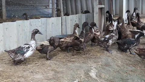 Flock of ducks is walking into the duck coop Stock Footage 139599455
