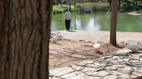 A flock of ducks walking on a green meadow, man feeding the ducks on the pond Stock Footage 62427614
