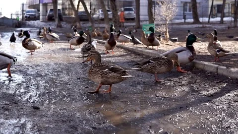 A flock of ducks walking on the ground in the Park Stock Footage 106146864